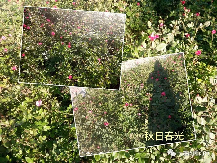 秋日春光 周艳丽.jpg