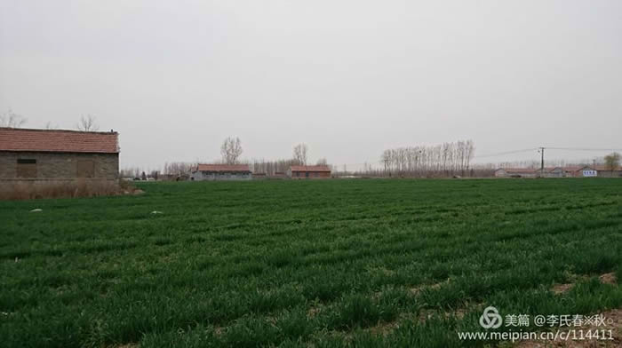 村庄已变成麦田.jpg